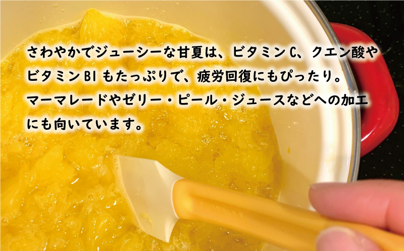 先行予約 訳あり 甘夏 10kg 7000円 樹齢25年 以上 みかん mikan 蜜柑 あまなつ 夏みかん グレープフルーツ だいだい 家庭用 事前 予約 受付 産地直送 国産 農家直送 糖度 期間限定 数量限定 特産品 ゼリー マーマレード ピール ジュース デザート 人気 限定 おいしい 果実 果肉 フルーツ 果物 柑橘 美味しい サイズ ミックス 減農薬 くらもとファーム 愛南町 愛媛県 みかん みかん みかん みかん みかん みかん みかん みかん