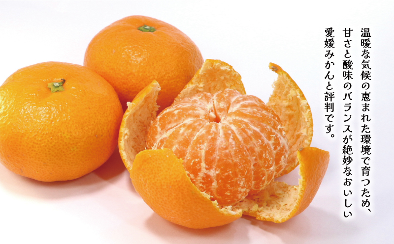 先行予約 訳あり 愛媛みかん 7kg 10000円 温州みかん こたつ みかん 温州 みかん mikan 蜜柑 愛媛 ミカン 完熟 家庭用 産地直送 国産 農家直送 糖度 期間限定 数量限定 特産品 ゼリー ジュース アイス 人気 限定 甘い 果実 果肉 フルーツ 果物 柑橘 先行 事前 予約 受付 ビタミン 健康 美味しい おいしい ジューシー サイズ ミックス くらもとファーム 愛南町 愛媛県 みかん みかん みかん みかん みかん みかん みかん みかん