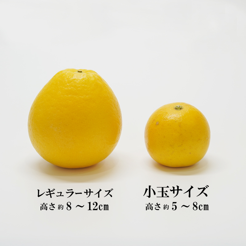 訳あり 小玉 美生柑 約7kg 河内晩柑 ばんかん 愛媛 みかん 小粒  柑橘 フルーツ 果物 くだもの 果実 夏 文旦 晩生柑  蜜柑 mikan わけあり 傷 規格外 愛南 ご当地 ブランド 国産 産地 直送 ゼリー マーマレード デザート フルーツアイランド マルエム直販 愛媛県 愛南町