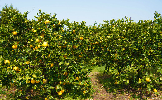 訳あり 河内晩柑 3.5kg 5000円 フルーツ 柑橘 蜜柑 規格外 愛南町 マルハラファーム