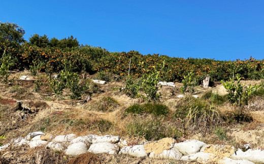 先行予約 訳あり 極早生 温州みかん 10kg 12000円 愛媛 みかん こたつ みかん 家庭用 産地直送 国産 農家直送 糖度 果樹園 期間限定 数量限定 特産品 ゼリー ジュース アイス 人気 限定 甘い 果実 果肉 フルーツ 果物 柑橘 蜜柑 先行 事前 予約 受付 ビタミン 健康 美容 美味しい ジューシー 規格外 サイズ ミックス 愛南町 愛媛県 ミッチーのおみかん畑 みかん みかん みかん みかん みかん みかん みかん みかん みかん みかん