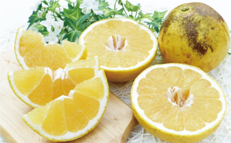 訳あり 河内晩柑 樹齢 30年以上 10kg （ サイズ おまかせ ） 7000円 みかん かわちばんかん 愛南ゴールド あいなん ゴールド 美生柑 文旦 グレープフルーツ 和製 家庭用 産地直送 国産 農家直送 期間限定 数量限定 ビタミン 特産品 ゼリー ジュース マーマレード ピール ドライフルーツ 人気 限定 さわやか 甘い フルーツ 果物 柑橘 蜜柑 規格外 愛南町 愛媛県 果樹園みどり みかん 河内晩柑 みかん 河内晩柑 みかん