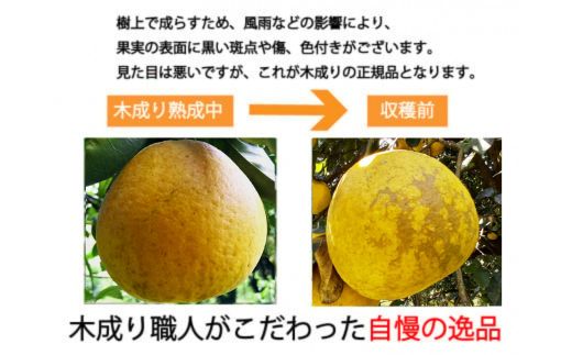 愛南ゴールド ( 河内晩柑 ) 6kg 樹齢30年 木成り 完熟プレミアム 柑橘 みかん 和製 グレープフルーツ 完熟 常温 愛南町青果市場 愛媛県 発送: 7月下旬～ (なくなり次第終了)