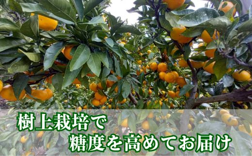 訳あり 愛媛みかん 早生みかん 5kg 早生みかん 蜜柑 みかん 温州みかん 早生 愛媛みかん オレンジ 果物 フルーツ 柑橘 人気 サイズ 不揃い サイズミックス 愛媛県 愛南町青果市場 発送期間：2024年11月初旬～11月末(なくなり次第終了) みかん 早生みかん みかん 早生みかん みかん 早生みかん みかん 早生みかん みかん 早生みかん みかん 早生みかん みかん 早生みかん みかん 早生みかん みかん 早生みかん