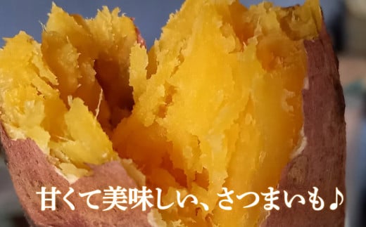 訳あり 熟成 紅はるか 5kg さつまいも いも 低温熟成 完全熟成収穫  M～2Lサイズ 高糖度 料理 国産 愛媛県 愛南町青果市場