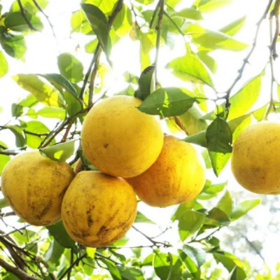  訳あり 土佐文旦 7kg 発送:2月中旬～(なくなり次第終了)  愛媛県 愛南町青果市場 なくなり次第終了