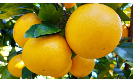 訳あり 愛南ゴールド ( 河内晩柑 ) 7kg みかん 蜜柑 河内晩柑 和製 グレープフルーツ 傷 不揃い 規格外 常温 愛媛県 愛南町青果市場 発送: 4月上旬～なくなり次第終了（みかん 愛南ゴールド みかん 河内晩柑 みかん 和製 みかん）