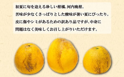 訳あり 愛南ゴールド5kgと愛南ゴールドジュース 720ml1本のセット みかん 蜜柑 河内晩柑 愛南ゴールド 果物 フルーツ 果汁 無添加 ジュース ゼリー アイス 柑橘 かんきつ 果汁 100% 国産 愛媛県 愛南町青果市場 発送：4月～(なくなり次第終了)