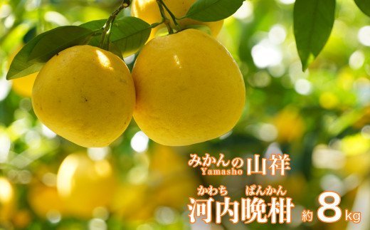 数量限定 先行予約 贈答用 河内晩柑 8kg （ 2L サイズ ） みかん 蜜柑 かわちばんかん 愛南ゴールド 果物 フルーツ 柑橘 ゼリー ジュース ギフト 贈答 プレゼント 贈り物 ビタミン 健康 美容 みかんの山祥 愛南町 愛媛県