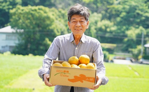 訳あり みかんの山祥が贈る 樹齢25年以上の河内晩柑 中玉 6kg L~2Lサイズ （サイズミックス） みかん 蜜柑 河内晩柑 愛南ゴールド 果物 フルーツ 柑橘 ゼリー ジュース みかんの山祥 愛南町 愛媛県