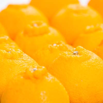 【家庭用】愛南フルーツの不知火５kg