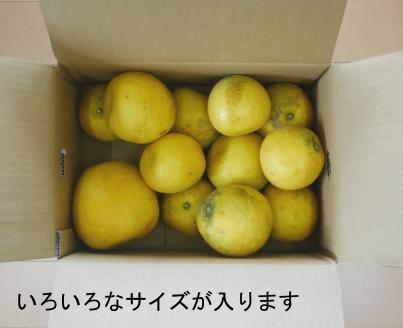 数量限定 先行予約 訳あり 河内晩柑 5kg 7000円 みかん わけあり かわちばんかん 愛南ゴールド あいなん ゴールド 夏 文旦 和製 グレープフルーツ 家庭用 産地直送 国産 農家直送 期間限定 数量限定 ビタミン 健康 おいしい 特産品 ゼリー ジュース アイス 等に 人気 限定 さわやか 甘い フルーツ 果物 柑橘 mikan 蜜柑 ミカン 規格外 吉田農園 愛南町 愛媛県