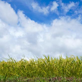 こだわりの低温乾燥米　令和4年愛南町産コシヒカリ５kg