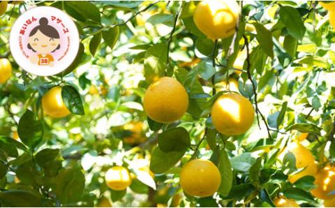 【 先行予約 】 あいなんマザーズ の 河内晩柑 5kg <発送期間：4月中旬～7月上旬> 贈答用 5kg 正品 減農薬 先行 事前 予約 受付 みかん 河内晩柑 かわちばんかん 愛南ゴールド 文旦