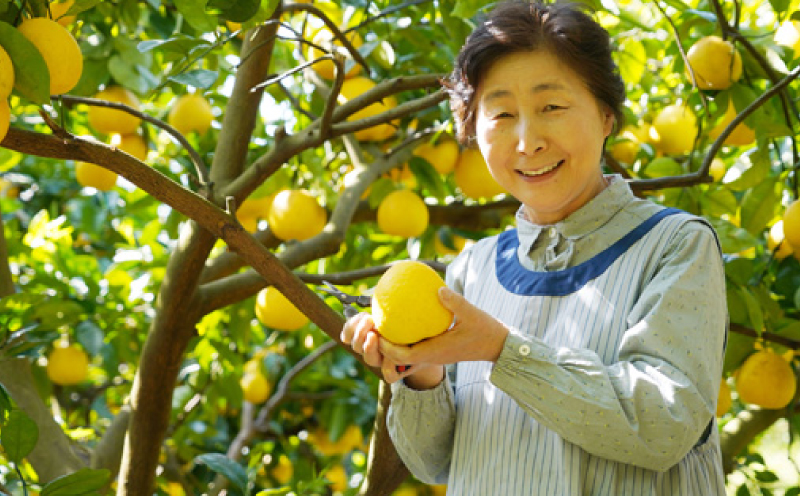 先行予約 訳あり 文旦 10kg （ Lサイズ 以上 ） 10000円 ぶんたん みかん mikan 蜜柑 ミカン 家庭用 産地直送 国産 農家直送 減農薬 糖度 期間限定 数量限定 特産品 ゼリー ジュース アイス 人気 限定 甘い 果実 果肉 フルーツ 果物 柑橘 先行 事前 予約 受付 ビタミン 健康 美味しい おいしい ジューシー サイズ ミックス あいなんマザーズ 愛南町 愛媛県 文旦 文旦 文旦 文旦 文旦 文旦 文旦 文旦 文旦 文旦 文旦 文旦 文旦