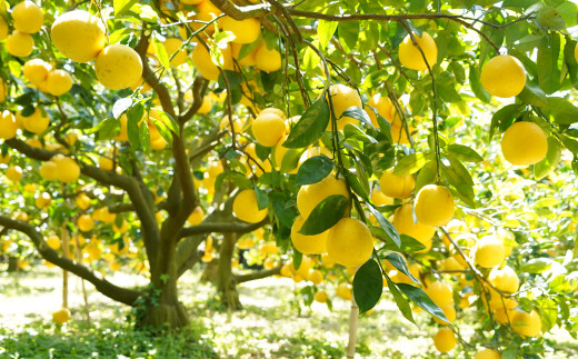 数量限定 先行予約 贈答用 河内晩柑 4kg （ 2L サイズ ） みかん 蜜柑 かわちばんかん 愛南ゴールド 果物 フルーツ 柑橘 ゼリー ジュース ギフト 贈答 プレゼント 贈り物 ビタミン 健康 美容 みかんの山祥 愛南町 愛媛県