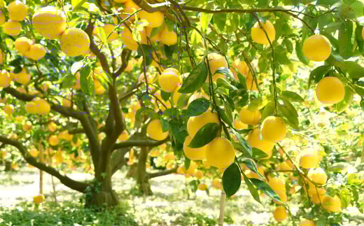 数量限定 先行予約 贈答用 河内晩柑 大玉 6kg 2Lサイズ 以上 みかん 蜜柑 かわちばんかん 愛南ゴールド 果物 フルーツ 柑橘 ゼリー ジュース ギフト 贈答 プレゼント 贈り物 ビタミン 健康 美容 みかんの山祥 愛南町 愛媛県