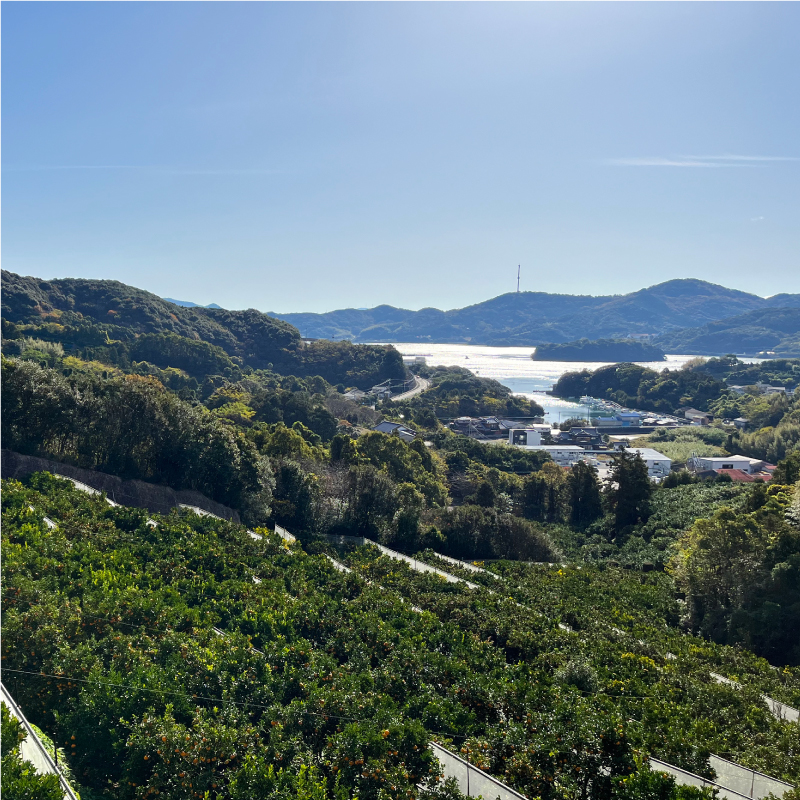 先行予約 訳あり 減農薬 ポンカン 10kg 愛南フルーツ サイズミックス サイズ混合 不揃い 柑橘 蜜柑 愛媛 みかん 産地 産直 文旦 河内晩柑 温州みかん ブラッド オレンジ ネーブル せとか なつみ 蜜柑 みかん 檸檬 果物 果実 ジューシー 甘い 愛媛県 愛南町