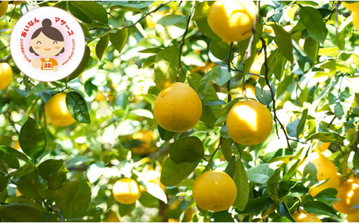 訳あり 河内晩柑 超大玉 9kg 7000円 （発送期間：5月中旬～無くなり次第終了）