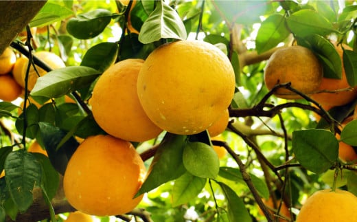 訳あり 紅 河内晩柑 大玉 （ 2L - 5L ） 10kg 7000円