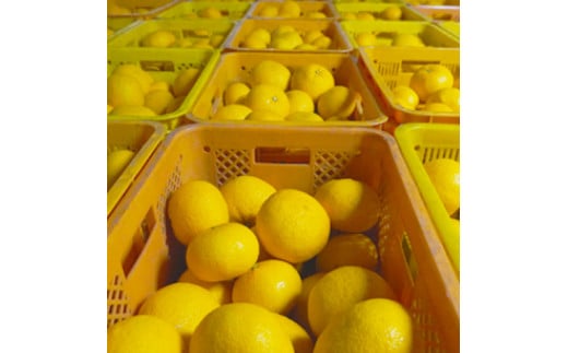 先行予約 甘夏 秀品 5kg 減農薬 柑橘 フルーツ 愛媛みかん ポンカン 文旦 河内晩柑 温州みかん ブラッド オレンジ ネーブル せとか なつみ 蜜柑 みかん 檸檬 果物 果実 ジューシー 数量限定 さっぱり 甘い 第一マルエム 愛媛県 愛南町