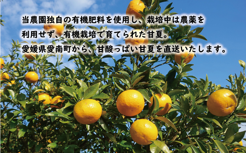 先行予約 贈答用 甘夏 10kg 10000円 樹齢25年 以上 みかん mikan 蜜柑 あまなつ 夏みかん グレープフルーツ だいだい 家庭用 事前 予約 受付 産地直送 国産 農家直送 糖度 期間限定 数量限定 特産品 ゼリー マーマレード ピール ジュース デザート 人気 限定 おいしい 果実 果肉 フルーツ 果物 柑橘 美味しい サイズ ミックス 減農薬 くらもとファーム 愛南町 愛媛県 みかん みかん みかん みかん みかん みかん みかん みかん