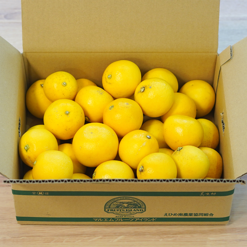 訳あり 小玉 美生柑 約7kg 河内晩柑 ばんかん 愛媛 みかん 小粒  柑橘 フルーツ 果物 くだもの 果実 夏 文旦 晩生柑  蜜柑 mikan わけあり 傷 規格外 愛南 ご当地 ブランド 国産 産地 直送 ゼリー マーマレード デザート フルーツアイランド マルエム直販 愛媛県 愛南町