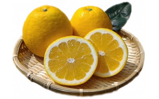 訳あり 河内晩柑 3.5kg 5000円 フルーツ 柑橘 蜜柑 規格外 愛南町 マルハラファーム