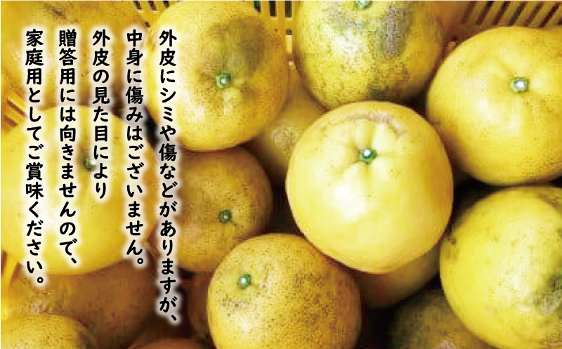 訳あり 河内晩柑 9kg （ サイズミックス ） 7000円 みかん かわちばんかん 愛南ゴールド あいなん ゴールド 美生柑 文旦 グレープフルーツ 和製 家庭用 産地直送 国産 農家直送 糖度 果樹園 期間限定 数量限定 ビタミン 特産品 ゼリー ジュース 人気 限定 さわやか 甘い フルーツ 果物 柑橘 蜜柑 規格外 愛南町 愛媛県 ミッチーのおみかん畑 みかん 河内晩柑 愛南ゴールド みかん 河内晩柑 愛南ゴールド みかん 河内晩柑