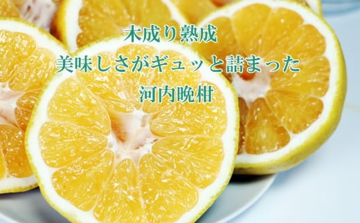 愛南ゴールド ( 河内晩柑 ) 6kg 樹齢30年 木成り 完熟プレミアム 柑橘 みかん 和製 グレープフルーツ 完熟 常温 愛南町青果市場 愛媛県 発送: 7月下旬～ (なくなり次第終了)