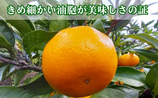 訳あり 愛媛みかん 早生みかん 5kg 早生みかん 蜜柑 みかん 温州みかん 早生 愛媛みかん オレンジ 果物 フルーツ 柑橘 人気 サイズ 不揃い サイズミックス 愛媛県 愛南町青果市場 発送期間：2024年11月初旬～11月末(なくなり次第終了) みかん 早生みかん みかん 早生みかん みかん 早生みかん みかん 早生みかん みかん 早生みかん みかん 早生みかん みかん 早生みかん みかん 早生みかん みかん 早生みかん