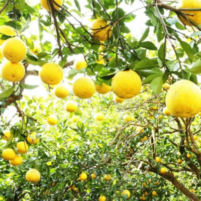  訳あり 土佐文旦 7kg 発送:2月中旬～(なくなり次第終了)  愛媛県 愛南町青果市場 なくなり次第終了