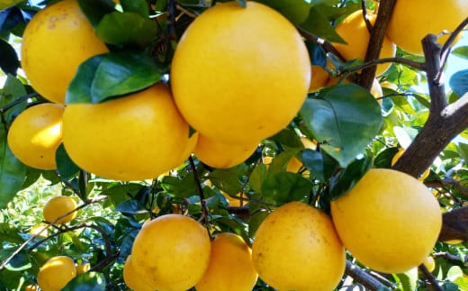 訳あり 愛南ゴールド ( 河内晩柑 ) 7kg みかん 蜜柑 河内晩柑 和製 グレープフルーツ 傷 不揃い 規格外 常温 愛媛県 愛南町青果市場 発送: 4月上旬～なくなり次第終了（みかん 愛南ゴールド みかん 河内晩柑 みかん 和製 みかん）