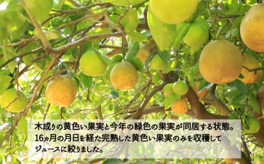 訳あり 愛南ゴールド5kgと愛南ゴールドジュース 720ml1本のセット みかん 蜜柑 河内晩柑 愛南ゴールド 果物 フルーツ 果汁 無添加 ジュース ゼリー アイス 柑橘 かんきつ 果汁 100% 国産 愛媛県 愛南町青果市場 発送：4月～(なくなり次第終了)