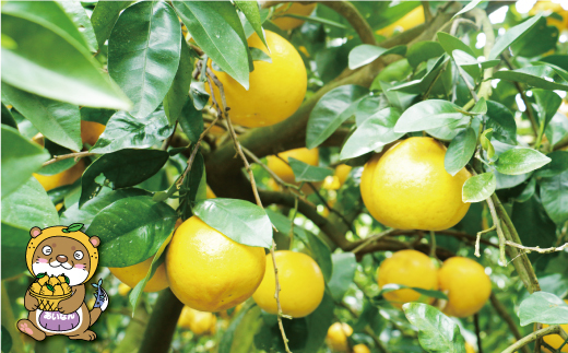 訳あり 河内晩柑 10kg 10000円 （発送期間：4月上旬～無くなり次第終了） みかん かわちばんかん 愛南ゴールド あいなん ゴールド 美生柑 文旦 グレープフルーツ 和製 家庭用 先行 事前 予約 受付 産地直送 国産 農家直送 糖度 果樹園 期間限定 数量限定 特産品 ゼリー ジュース 人気 限定 さわやか 甘い フルーツ 果物 柑橘 蜜柑 規格外 愛媛県 愛南町 塚岡農園