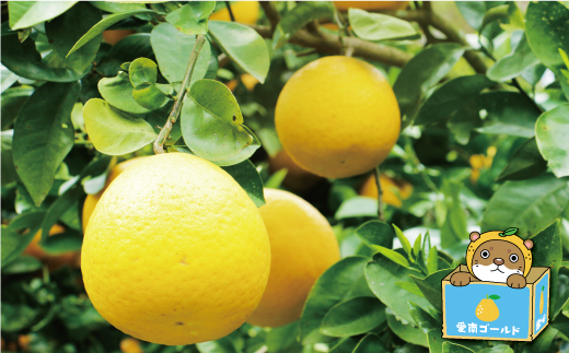 河内晩柑 大玉 7kg 8000円 みかん かわちばんかん 愛南ゴールド 規格外 愛媛県 愛南町 塚岡農園 河内晩柑 大玉 7kg みかん かわちばんかん 愛南ゴールド 愛媛県 愛南町 和製 グレープフルーツ 農家直送 酸味 甘味 果汁 たっぷり 河内晩柑 大玉 7kg みかん かわちばんかん 愛南ゴールド 愛媛県 愛南町 和製 グレープフルーツ 農家直送 酸味 甘味 果汁 たっぷり河内晩柑 大玉 7kg みかん かわちばんかん みかん