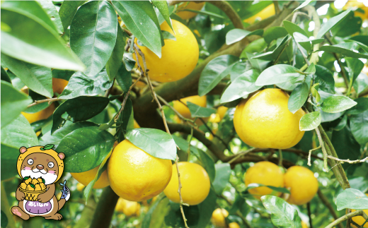 訳あり 河内晩柑 8kg 7000円 みかん かわちばんかん 愛南ゴールド フルーツ 果物 柑橘 蜜柑 規格外 愛媛県 愛南町 塚岡農園