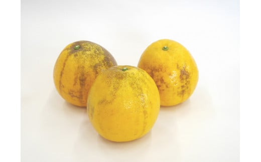 数量限定 先行予約 訳あり 河内晩柑 3kg 5000円 お試し用 みかん わけあり かわちばんかん 愛南ゴールド あいなん ゴールド 夏 文旦 グレープフルーツ 和製 家庭用 少量 お試し 産地直送 国産 農家直送 期間限定 数量限定 ビタミン 健康 おいしい 特産品 ゼリー ジュース 人気 限定 さわやか 甘い フルーツ 果物 柑橘 mikan 蜜柑 ミカン 規格外 吉田農園 愛南町 愛媛県