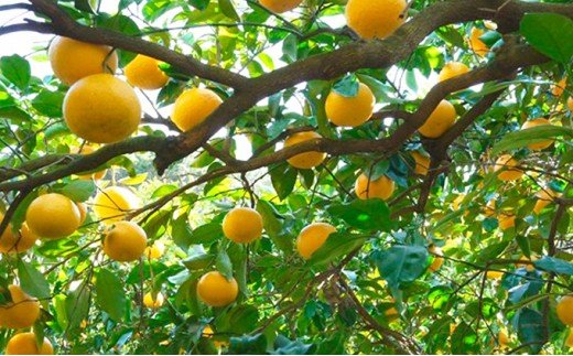 甘夏 5kg 7000円 みかん あまなつ 夏みかん グレープフルーツ だいだい 産地直送 国産 農家直送 糖度 果樹園 期間限定 数量限定 特産品 ゼリー マーマレード ピール ジュース デザート 人気 甘い おいしい フルーツ 果物 柑橘 蜜柑 吉田農園 愛南町 愛媛県