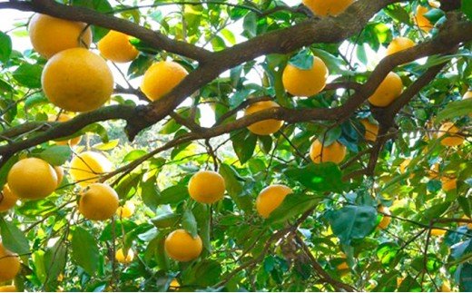 甘夏 10kg 11000円 みかん あまなつ 夏みかん グレープフルーツ だいだい 産地直送 国産 農家直送 糖度 果樹園 期間限定 数量限定 特産品 ゼリー マーマレード ピール ジュース デザート 人気 甘い おいしい フルーツ 果物 柑橘 蜜柑 愛南町 愛媛県 吉田農園