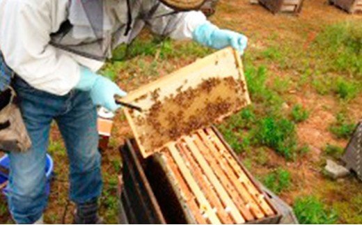 愛南育ち 吉田農園 河内晩柑はちみつ