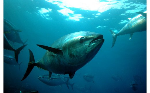 久良のクロマグロ　丸ごと１尾！