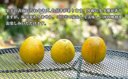 訳あり みかんの山祥が贈る 樹齢25年以上の河内晩柑 中玉 6kg L~2Lサイズ （サイズミックス） みかん 蜜柑 河内晩柑 愛南ゴールド 果物 フルーツ 柑橘 ゼリー ジュース みかんの山祥 愛南町 愛媛県