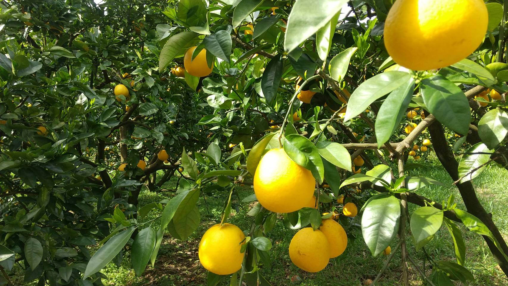 【訳あり】《中身で勝負》絶対的自信の河内晩柑（愛南ゴールド）7.5kg