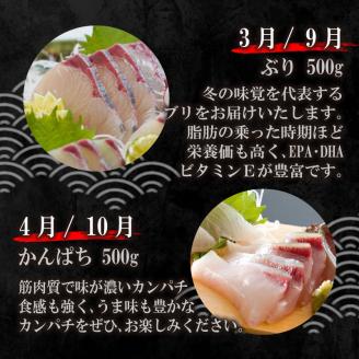 定期便 6回 刺身 鮮魚 冷凍 真空 パック 旬 かつお タイ ブリ 愛南ゴールド シマアジ カンパチ高級魚 鰤 鰹 鯛 縞鯵 勘八 新鮮 天然 養殖 愛南町 愛媛県