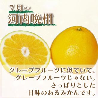 吉田農園の旬の柑橘定期便5kg 3回