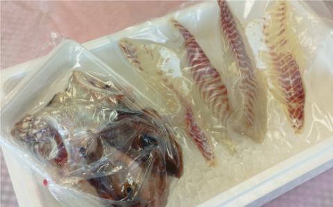 朝〆 直送！愛南町産 鯛 さしみ 用 切り身 （800g＋アラ付き） 真鯛 まだい 鯛 カマ 刺身 直送 新鮮 アラ 冷蔵 鯛飯 鯛しゃぶ 鯛めし 国産 お正月 真空 パック お祝い めでたい 愛媛県（真鯛真鯛真鯛真鯛真鯛真鯛真鯛真鯛真鯛真鯛真鯛真鯛真鯛真鯛真鯛真鯛真鯛真鯛真鯛真鯛真鯛真鯛真鯛真鯛真鯛真鯛真鯛真鯛真鯛真鯛真鯛真鯛真鯛真鯛真鯛真鯛真鯛真鯛真鯛真鯛真鯛真鯛真鯛真鯛真鯛真鯛真鯛真鯛真鯛真鯛真鯛真鯛真鯛真）