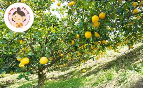 【 先行予約 】 あいなんマザーズ の 河内晩柑 5kg <発送期間：4月中旬～7月上旬> 贈答用 5kg 正品 減農薬 先行 事前 予約 受付 みかん 河内晩柑 かわちばんかん 愛南ゴールド 文旦