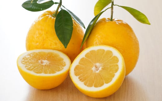 数量限定 先行予約 贈答用 河内晩柑 大玉 6kg 2Lサイズ 以上 みかん 蜜柑 かわちばんかん 愛南ゴールド 果物 フルーツ 柑橘 ゼリー ジュース ギフト 贈答 プレゼント 贈り物 ビタミン 健康 美容 みかんの山祥 愛南町 愛媛県