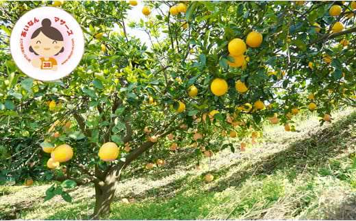 訳あり 河内晩柑 超大玉 9kg 7000円 （発送期間：5月中旬～無くなり次第終了）